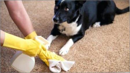 Antigadin suņiem: līdzekļu veidi un noteikumi izvēles