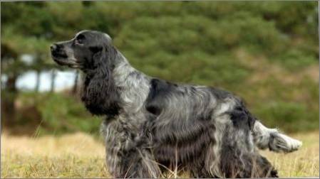 Apmācības krievu medību spaniels