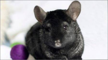 Black Chinchillas: Kādas šķirnes ir un kādas funkcijas viņiem ir?