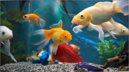 Daudzkrāsains zivis: šķirnes un padomus par saturu
