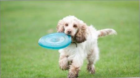 Ieteikumi audzināšanu un apmācību spaniels