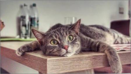 Kā izjaukt kaķi kāpt uz galdiem?