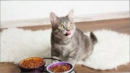 Kas padara pārtiku kaķiem un kas grims ir labāks?