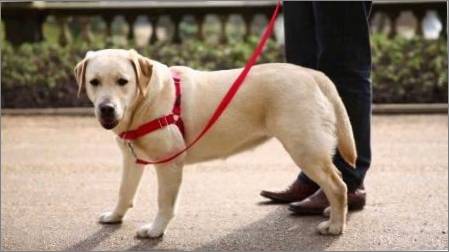 Kuteri suņiem: Apraksts par sugu, kā uzņemt izmēru un mācīt suni?