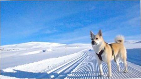 Norvēģu Bukhund: šķirnes īpatnībām, kopšanas noteikumi