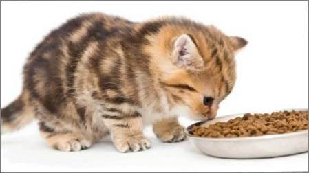 Vai ir iespējams, lai pabarotu kaķēns tikai sauso barību vai tikai slapjš?