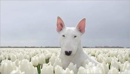 White Bulterjers: Apraksts un satura līdzekļi