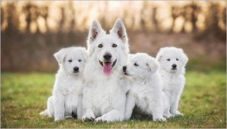 White Suņi: ģimene Krāsu un populārākajām šķirnēm